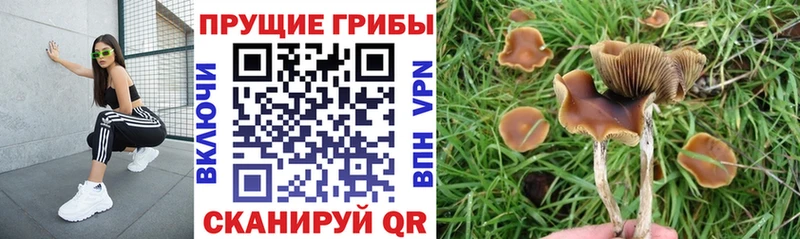 Псилоцибиновые грибы GOLDEN TEACHER  Купить где  Якутск 